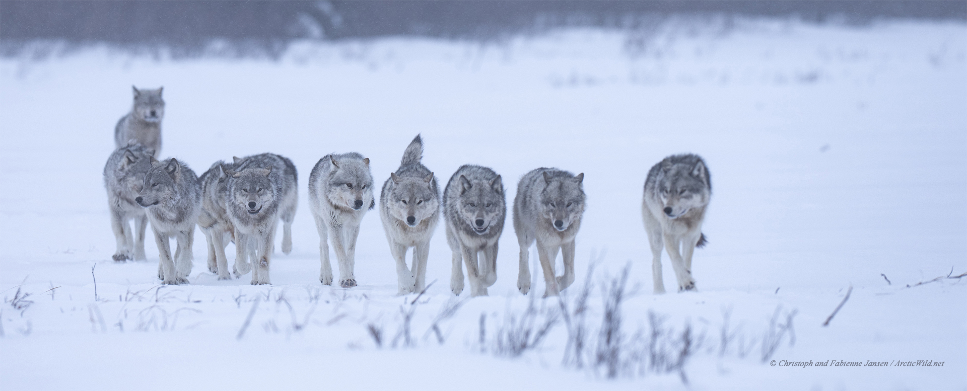 Dancing With Wolves. Interview With NatGeo’s Jad Davenport