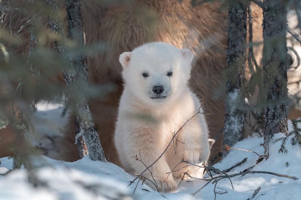 Brave polar bear cub approaches. Nanuk Emergence Quest. Nanuk Polar Bear Lodge. Fabienne Jansen / ArcticWild.net photo.