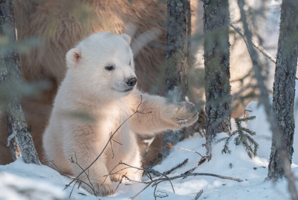 Curious polar bear cub playing with tree branch at Nanuk Polar Bear Lodge. Fabienne Jansen photo.