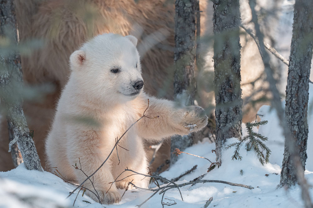 Curious cub discovering the wonder of tree branches. Fabienne Jansen / ArcticWild.net photo.