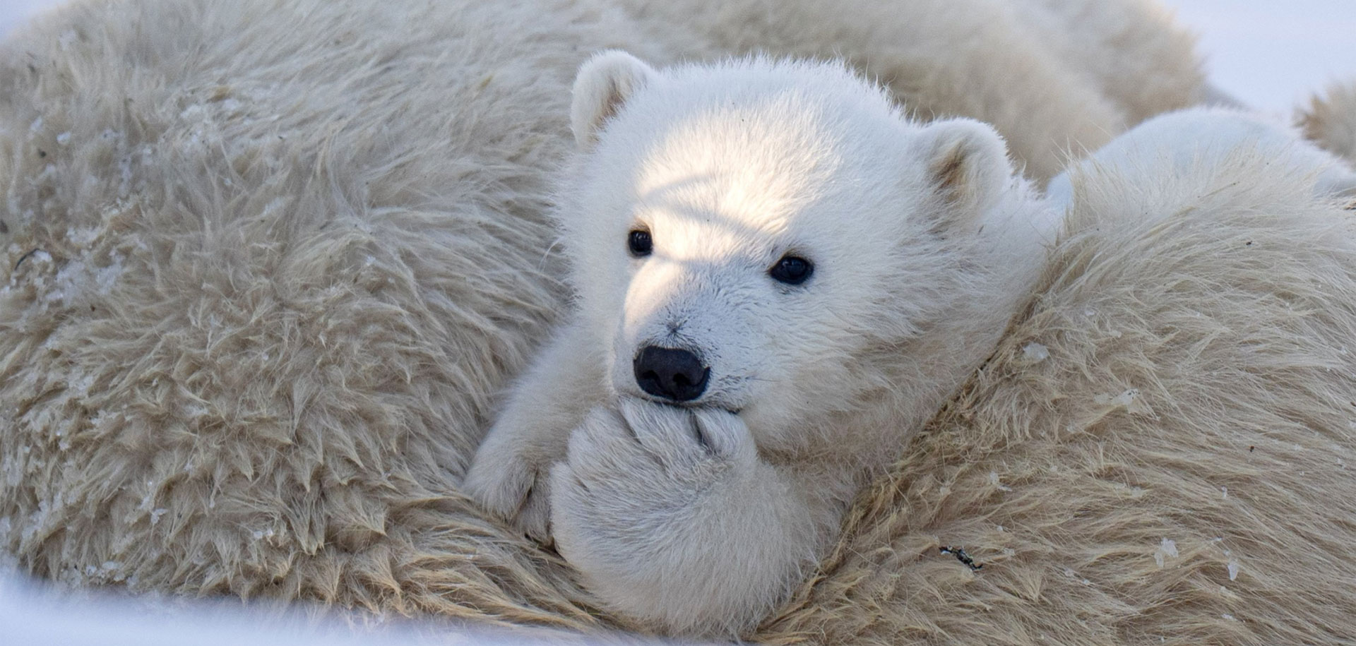 The Precarious Journey: Polar Bear Cubs on International Polar Bear Day 2025