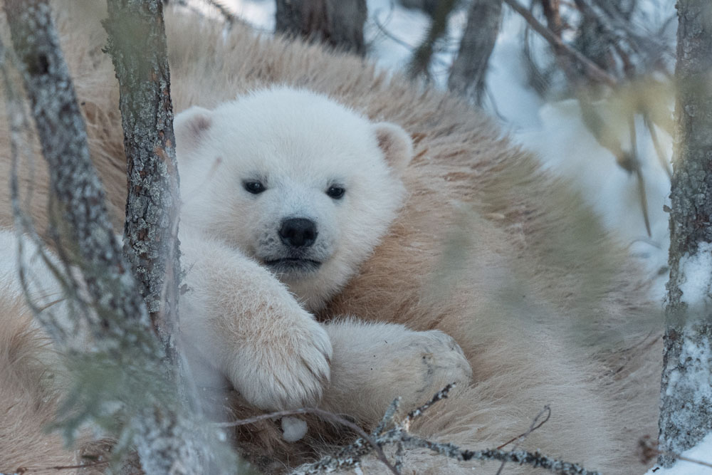 Polar bear cub backed up by Mom. Nanuk Emergence Quest. Nanuk Polar Bear Lodge. Fabienne Jansen / ArcticWild.net photo.