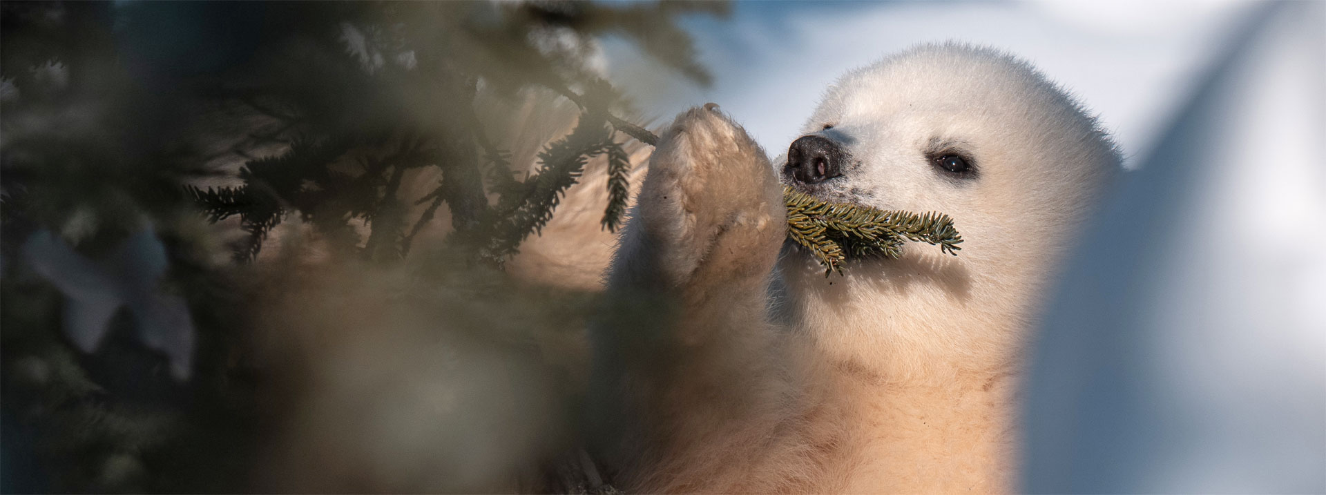 Moms and Cubs Delight Guests Early on Nanuk Emergence Quest