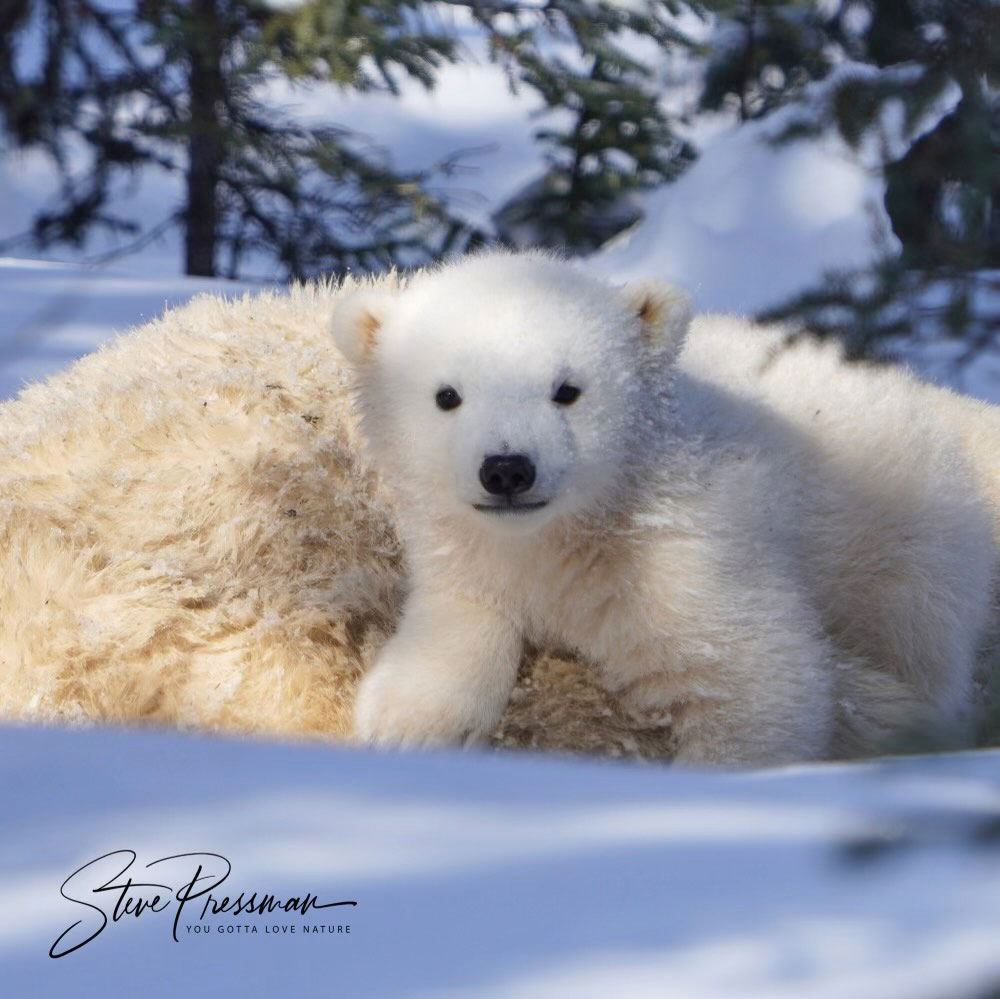 Polar bear cub posing with mom. Nanuk Polar Bear Lodge. Steve Pressman / YouGottaLoveNature.com photo.