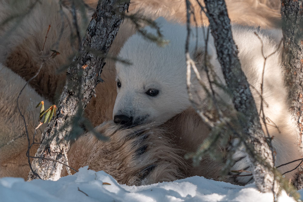 Polar bear cub nibbling on Mom's paw. Nanuk Emergence Quest. Nanuk Polar Bear Lodge. Fabienne Jansen / ArcticWild.net photo.