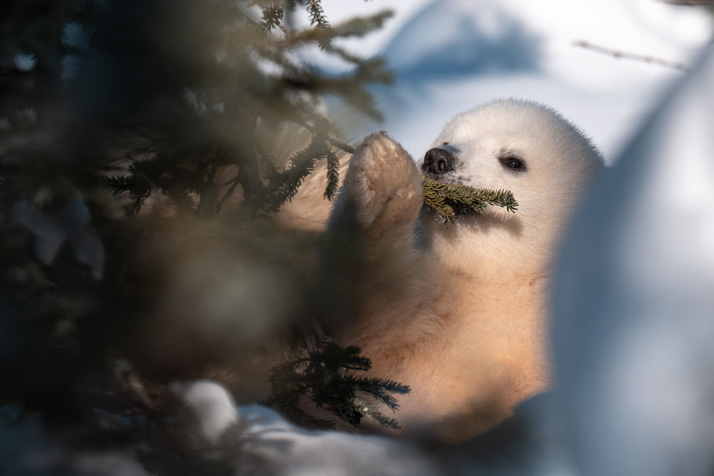 Polar bear cub playing with tree branch. Nanuk Emergence Quest. Nanuk Polar Bear Lodge. Christoph Jansen / ArcticWild.net photo.