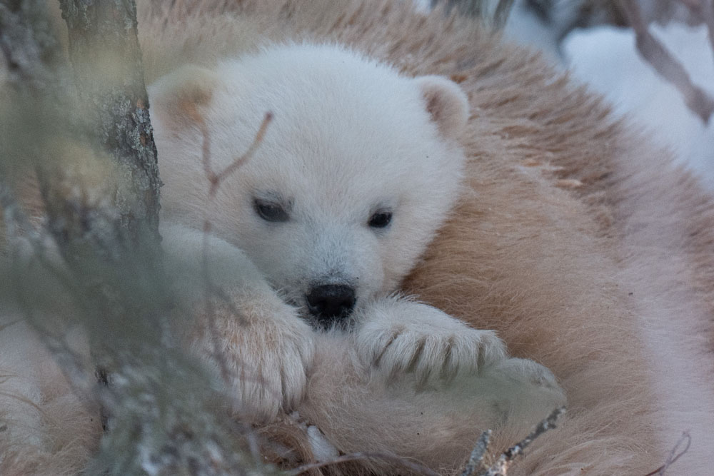 Polar bear cub contemplating life. Nanuk Emergence Quest. Nanuk Polar Bear Lodge. Christoph Jansen / ArcticWild.net photo.