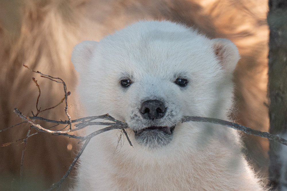 Polar bear cub with twig in mouth. Nanuk Emergence Quest. Nanuk Polar Bear Lodge. Christoph Jansen.