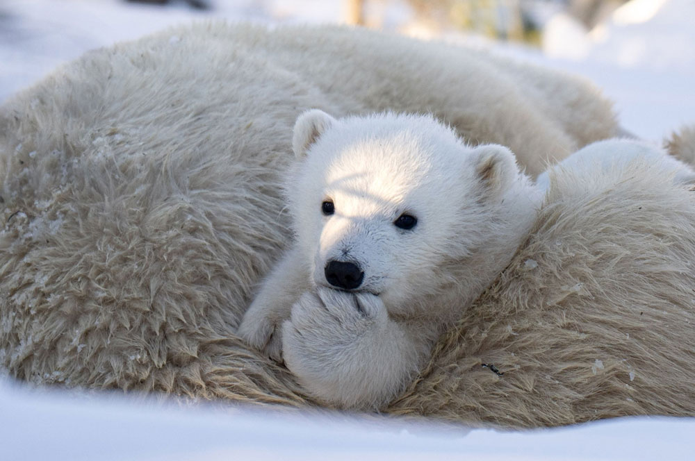 Thinking about you. Polar bear cub with mom. Nanuk Polar Bear Lodge. ArcticWild.net photo.