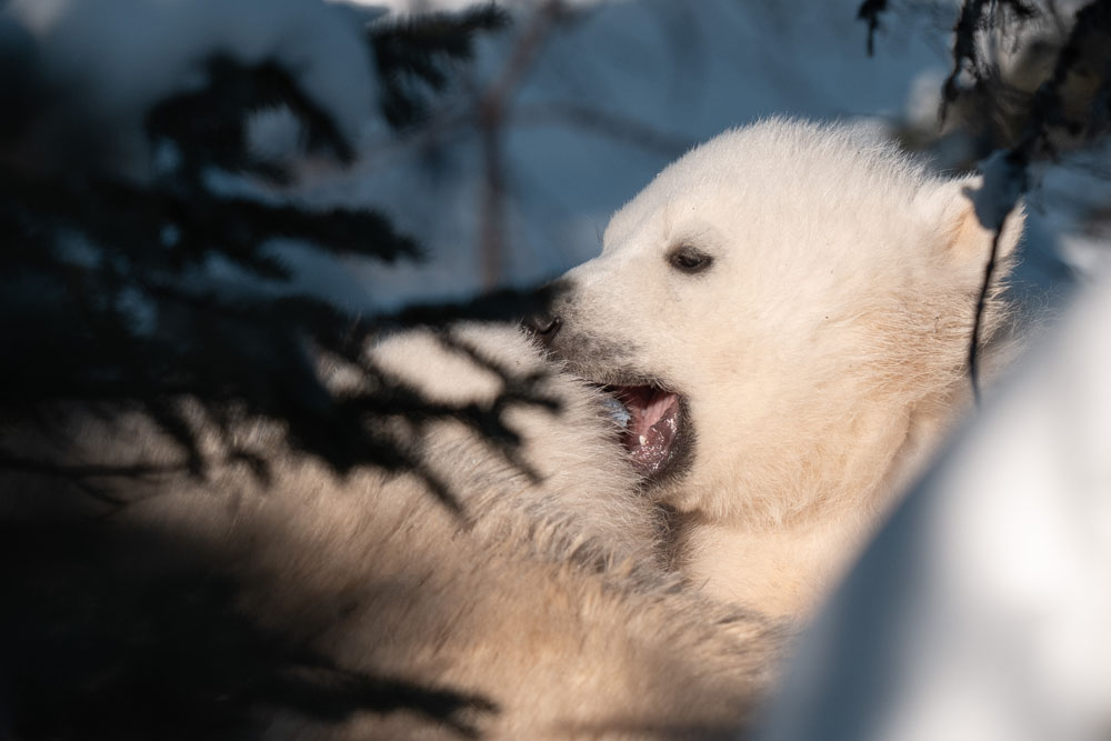 Polar bear cub found something tasty. Nanuk Emergence Quest. Nanuk Polar Bear Lodge. Fabienne Jansen / ArcticWild.net photo.