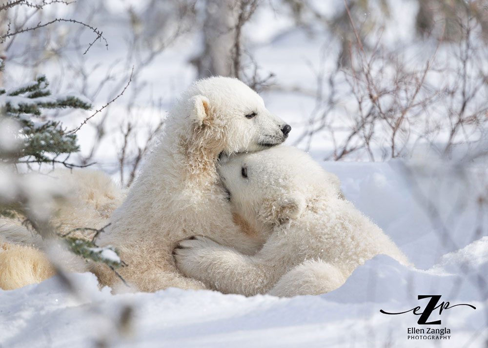 Polar bear cubs shar a hug in the snow at Nanuk Polar Bear Lodge. Ellen Zangla photo.