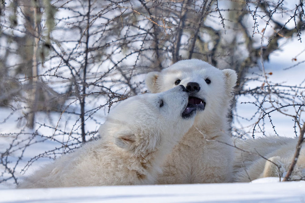 Brother and sister will need each other on their precarious journey to adulthood. Fabienne Jansen / ArcticWild.net photo.