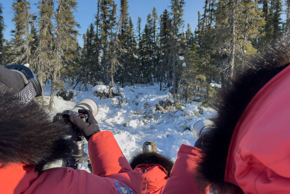 Photographing mom and cubs in the trees. Nanuk Emergence Quest. Nanuk Polar Bear Lodge. Christoph Jansen / ArcticWild.net photo.