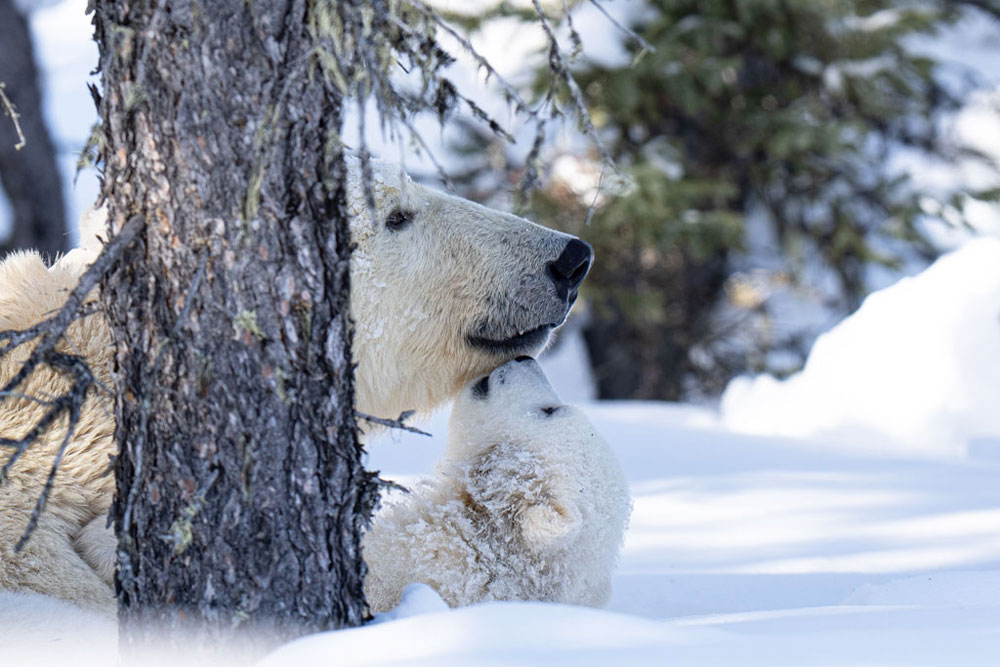 A mother's love. Nanuk Polar Bear Lodge. Christoph Jansen / ArcticWild.net photo.