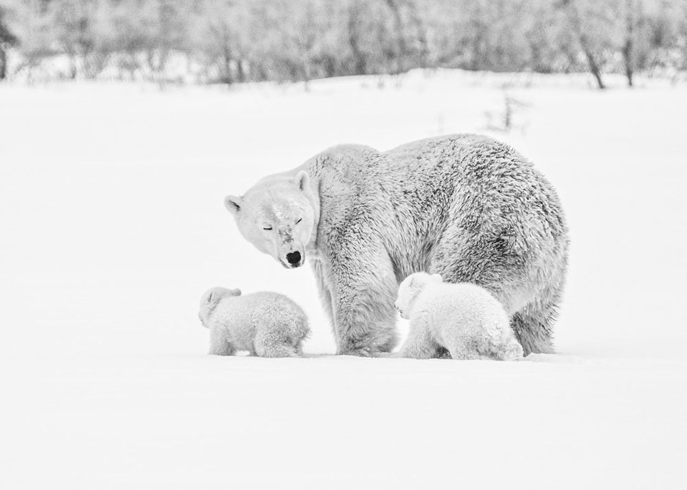 Polar bear mom and cubs at Nanuk Polar Bear Lodge make their way through the snow to Hudson Bay. Albert Saunders photo.