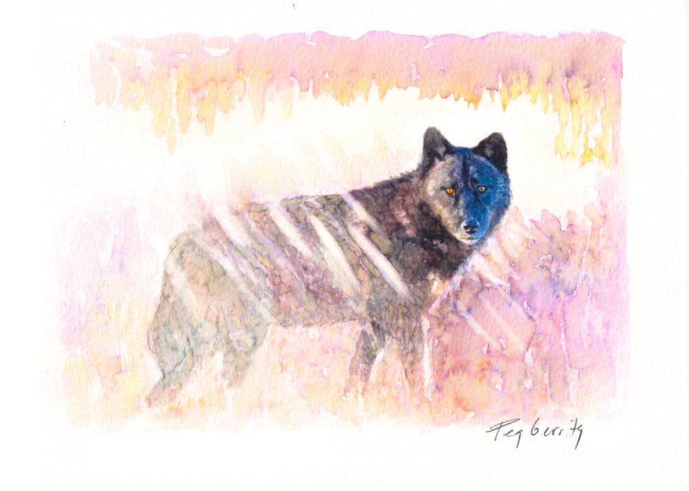Black wolf at Nanuk Polar Bear Lodge. Painting by Peg Gerrity.