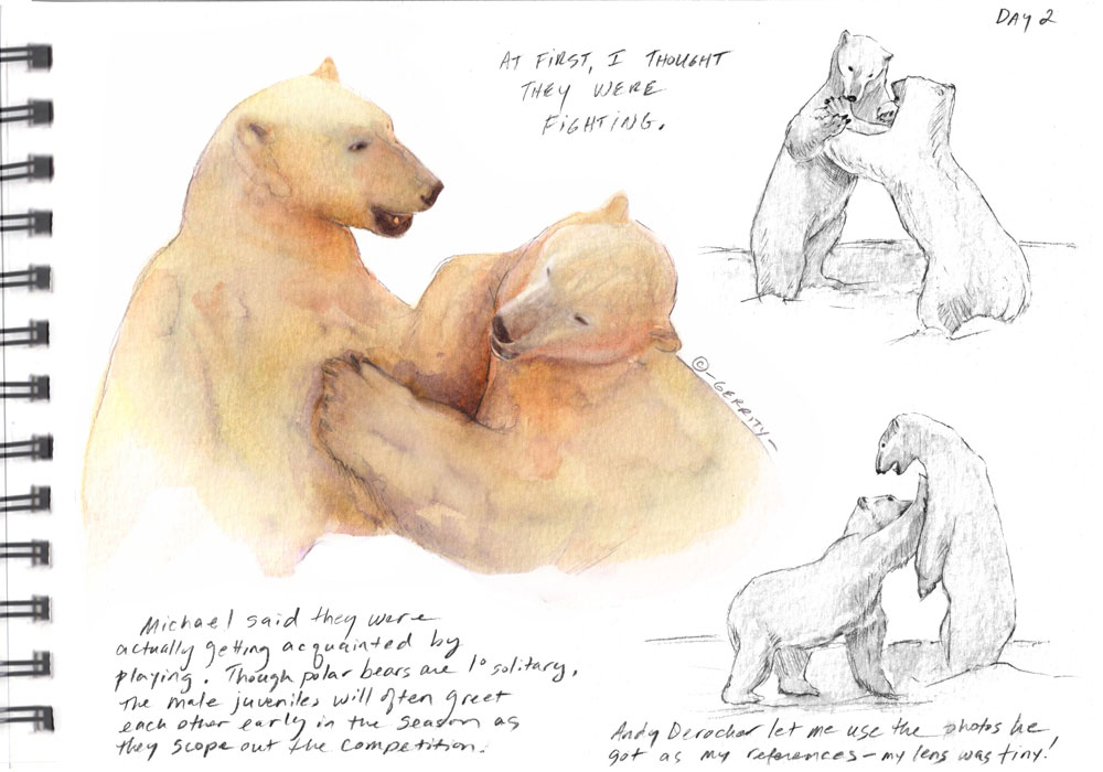 Polar bears sparring at Nanuk Polar Bear Lodge. Painting by Peg Gerrity.