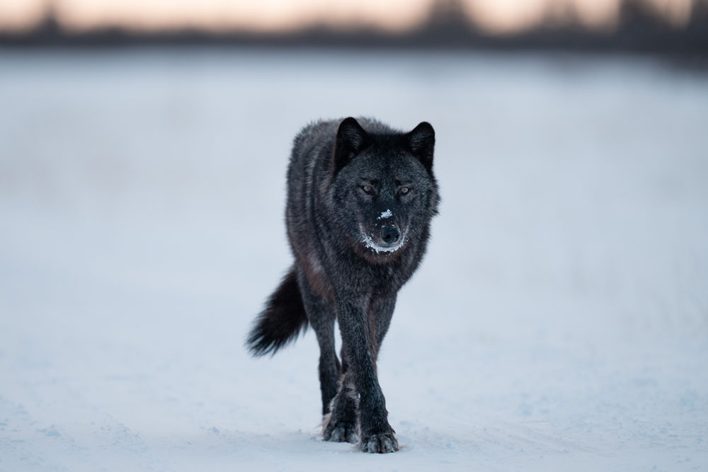 Black wolf approaches guests at Nanuk Polar Bear Lodge. Fabienne Jansen / ArcticWild.net photo.