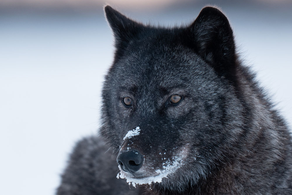 Black wolf close up. Nanuk Polar Bear Lodge. Christoph Jansen / ArcticWild.net photo.