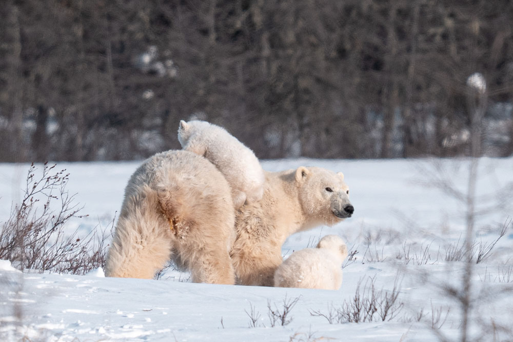 Mom with cubs watching photographers at Nanuk Polar Bear Lodge. Fabienne Jansen / ArcticWild.net photo.