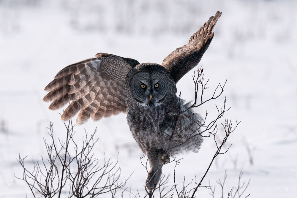 Great grey owl comes in for landing. Nanuk Polar Bear Lodge. Christoph Jansen / ArcticWild.net photo.