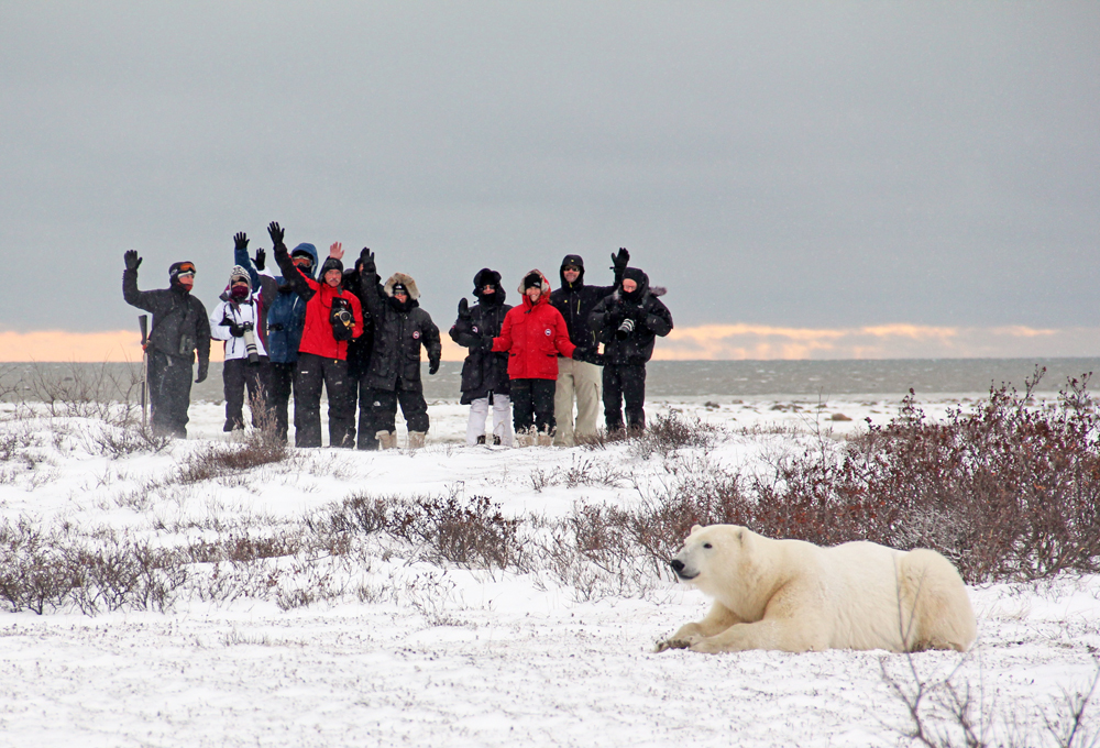 Churchill Wild guests waving to us with polar bear in foreground.