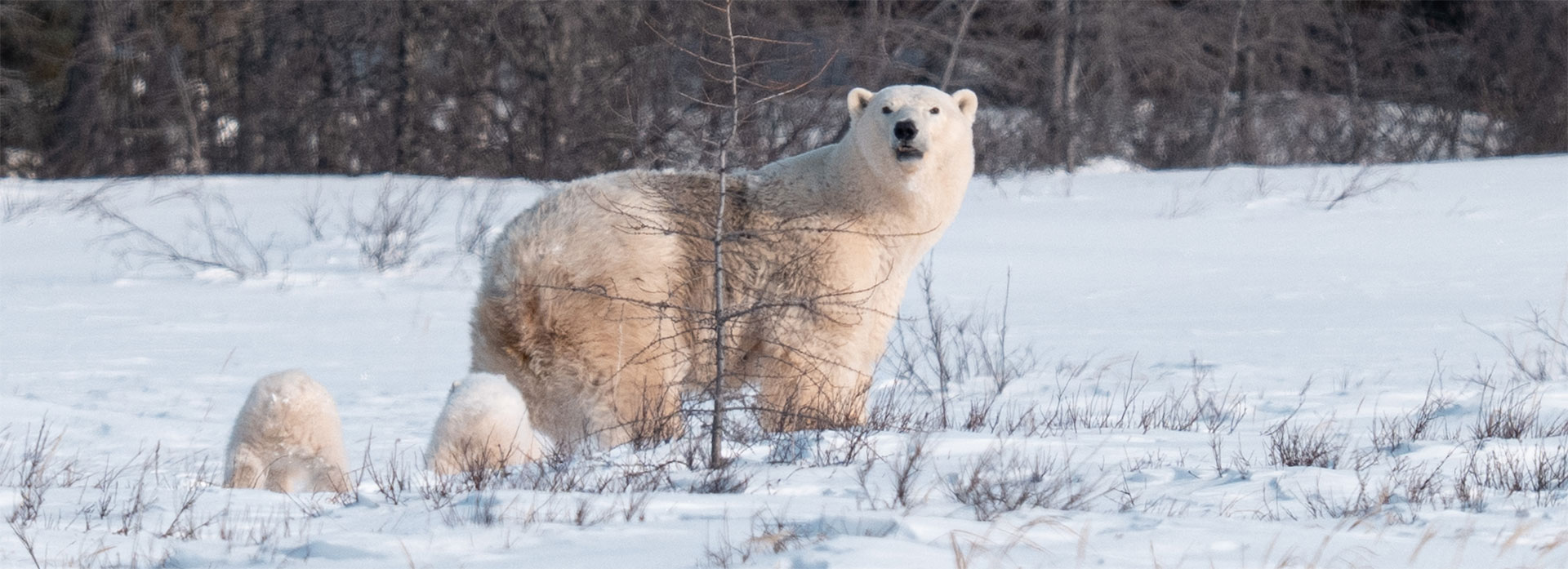 Multiple Moms and Cubs, Black Wolf, Highlight Second Nanuk Emergence Quest