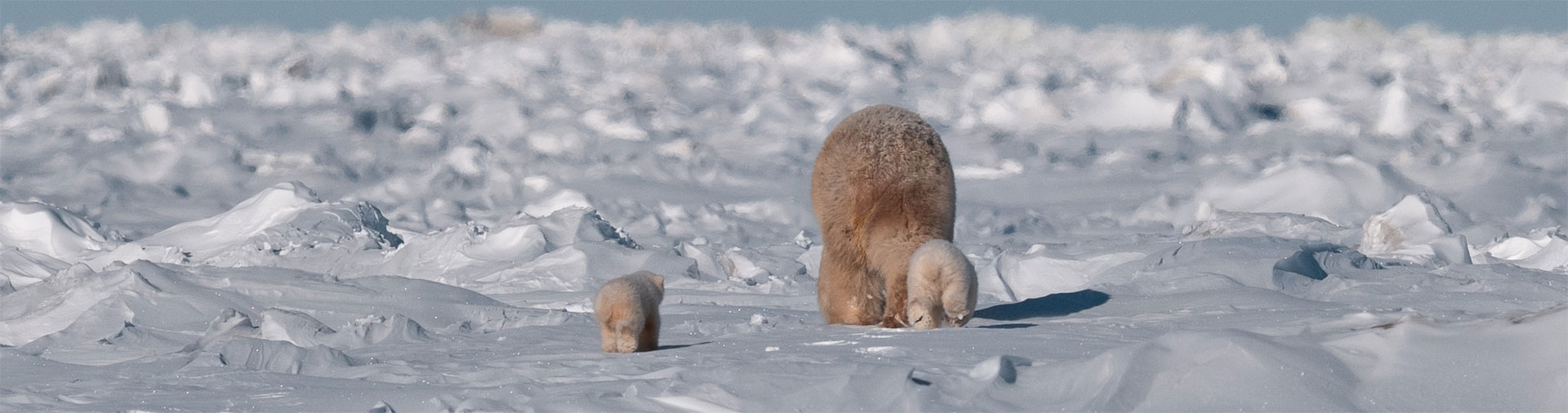 Mom and Cubs Make it Safely to the Hudson Bay Sea Ice at Nanuk Polar Bear Lodge