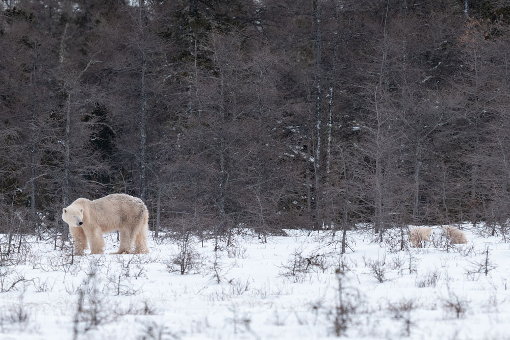 Polar bear cubs following mom back to sea ice at Nanuk Polar Bear Lodge. Fabienne Jansen / ArcticWild.net photo.