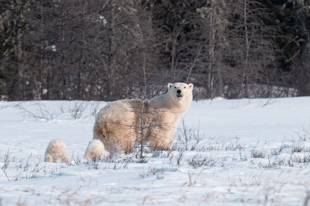 Polar bear mom and cubs looks back at guests at Nanuk Polar Bear Lodge. Fabienne Jansen / ArcticWild.net photo.