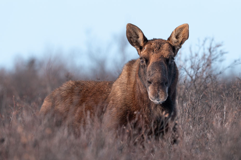 Moose at Nanuk Polar Bear Lodge were abundant. Fabienne Jansen / ArcticWild.net photo.