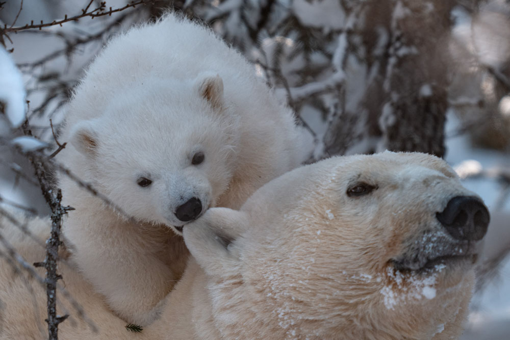 Come on Mom, let's go. Polar bear cub biting mom's ear. Fabienne Jansen / ArcticWild.net photo.