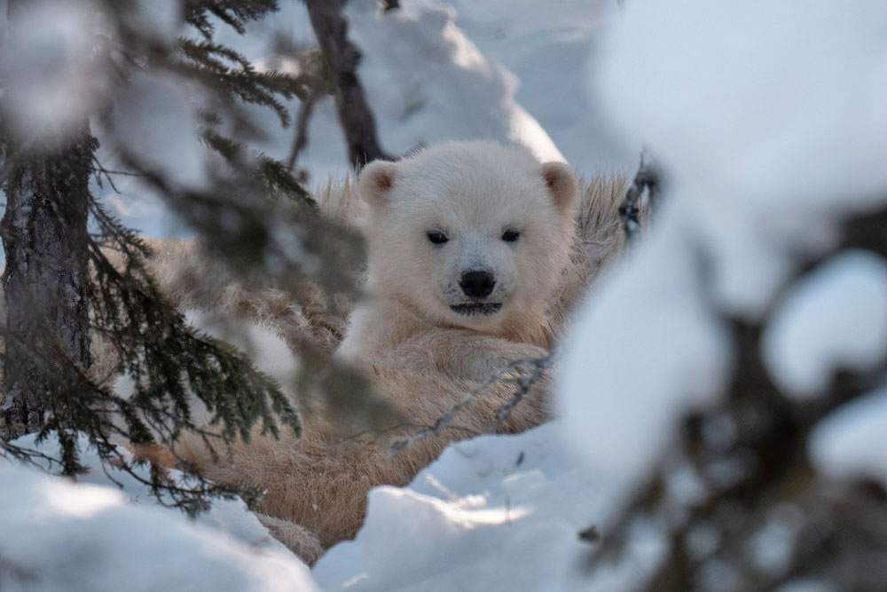 Polar bear cub waking up at Nanuk Polar Bear Lodge. Christoph Jansen / ArcticWild.net photo.