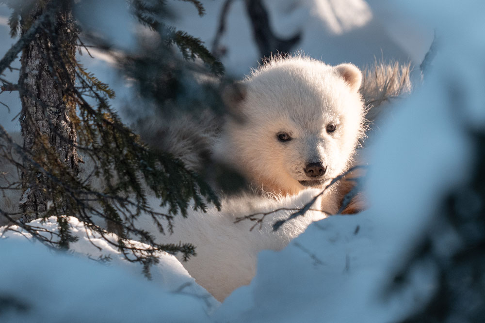 Polar bear cub deep in the forest at Nanuk Polar Bear Lodge. Fabienne Jansen / ArcticWild.net photo