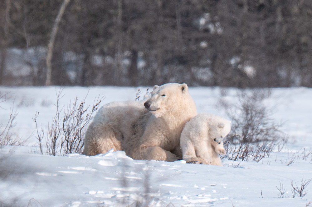 Polar bear cub with mom, checking out his paw. Nanuk Polar Bear Lodge. Christoph Jansen / ArcticWild.net photo.