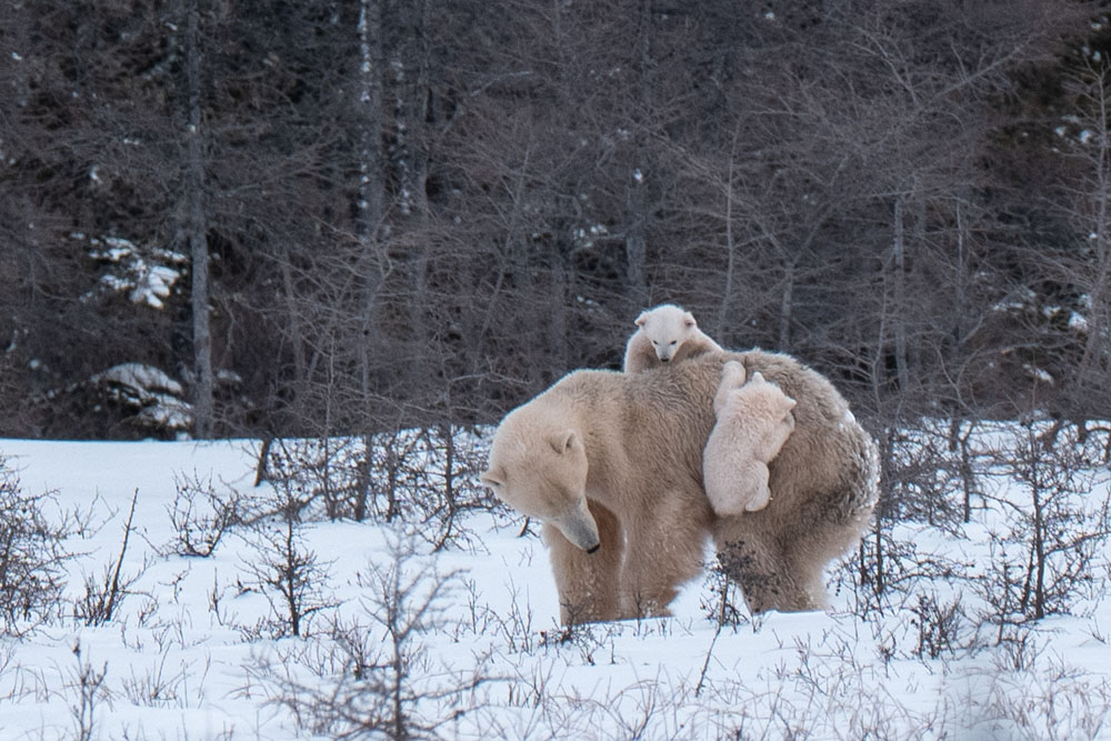 Polar bear cubs climbing on mom at Nanuk Polar Bear Lodge. Christoph Jansen / ArcticWild.net photo.