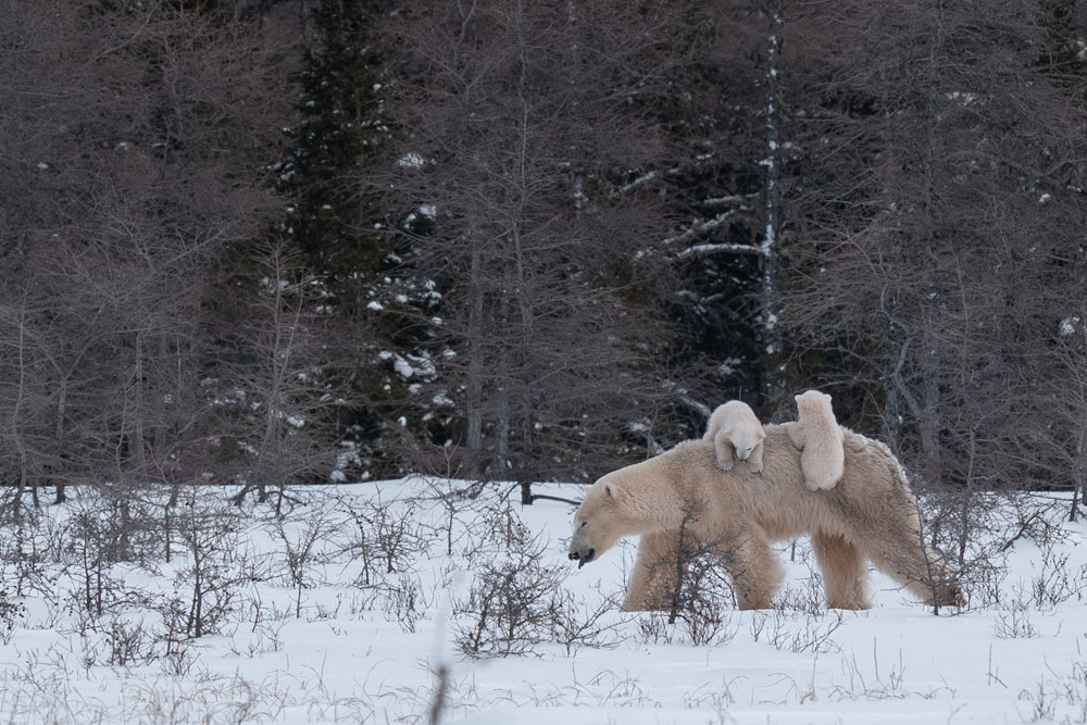 Here we go! Mother polar bear carrying two cubs on her back at Nanuk Polar Bear Lodge. Fabienne Jansen / ArcticWild.net photo