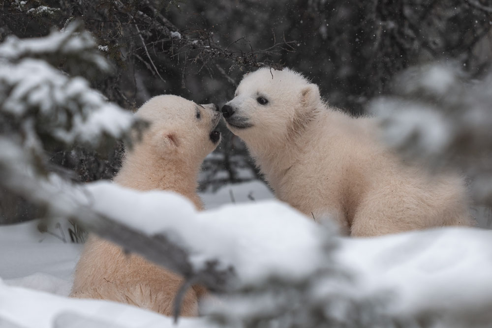 Polar bear cubs playing deep in the forest at Nanuk Polar Bear Lodge. Fabienne Jansen / ArcticWild.net photo.