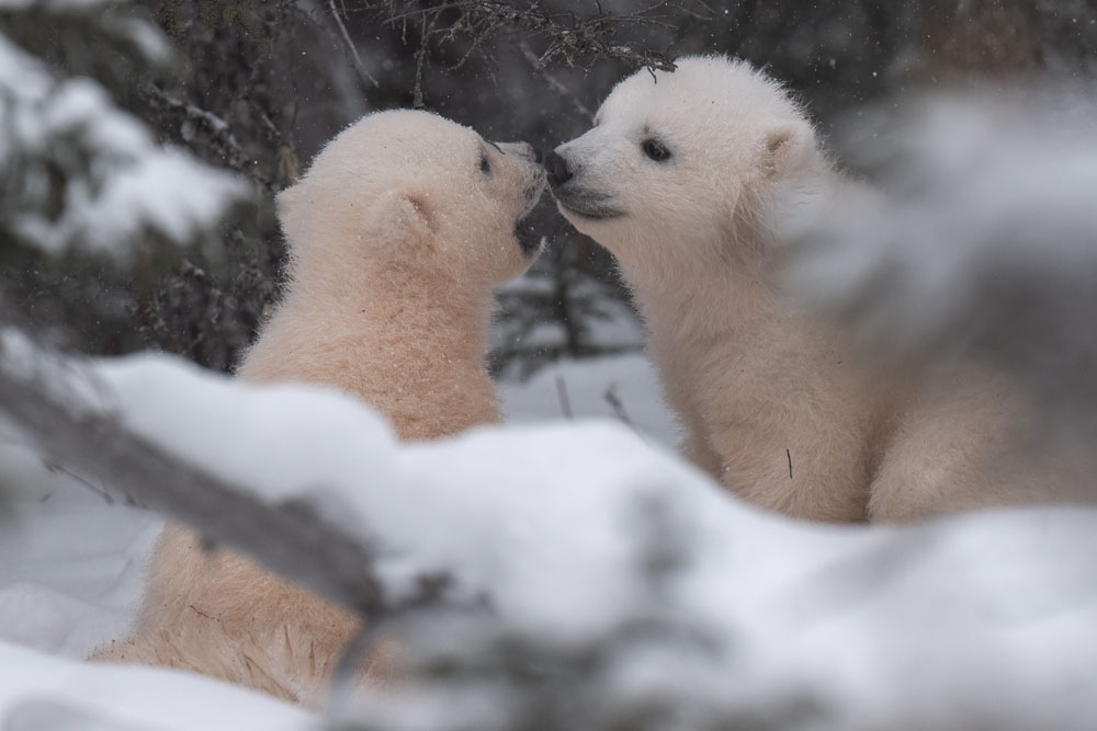 Polar bear cubs cubs playing in the forest at Nanuk Polar Bear Lodge. Christoph Jansen / ArcticWild.net photo.