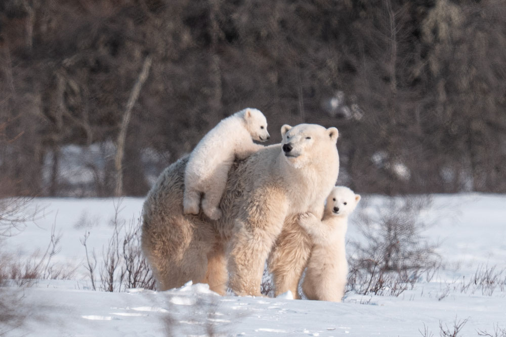 Polar bear cubs asking mom if they can go to the Hudson Bay ice now. Fabienne Jansen / ArcticWild.net photo.