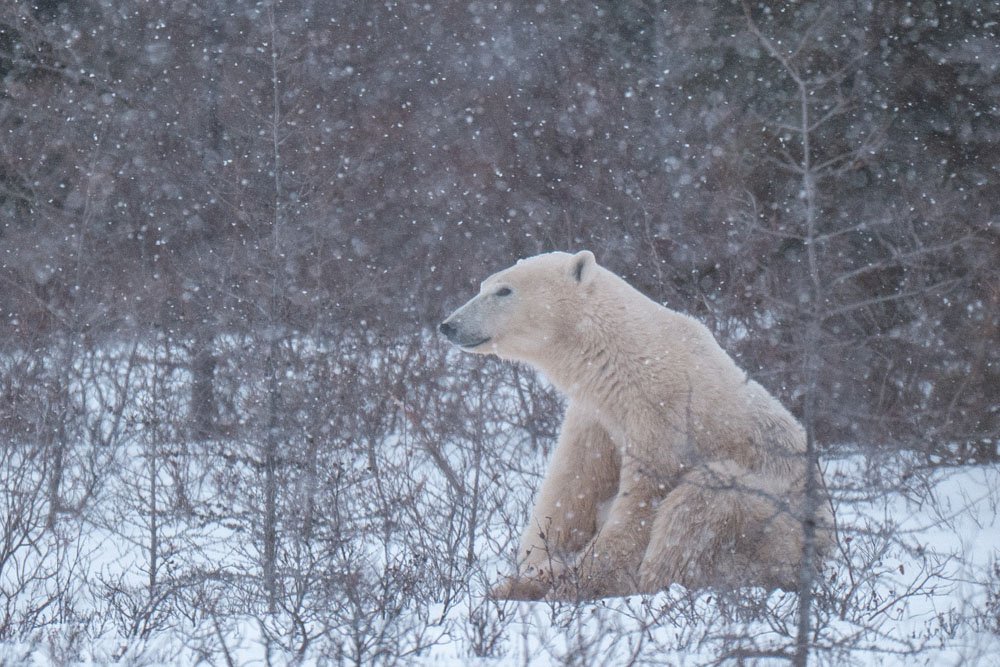 Polar bear mom in soft snowfall. Nanuk Polar Bear Lodge. Christoph Jansen / ArcticWild.net photo.