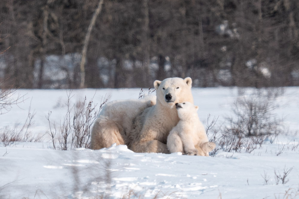 Polar bear cub nuzzling mom at Nanuk Polar Bear Lodge. Fabienne Jansen / ArcticWild.net photo.