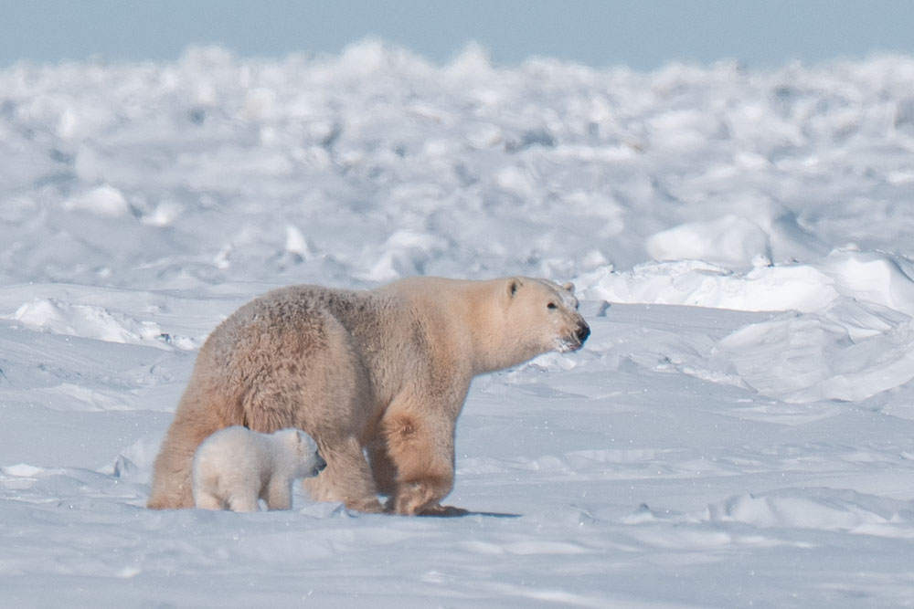 Big, beautiful, strong and healthy polar bear Mom. She'll need all her knowledge, strength and hunting skills, to help her cubs over the next 2 1/2-years. Fabienne Jansen / ArcticWild.net photo.