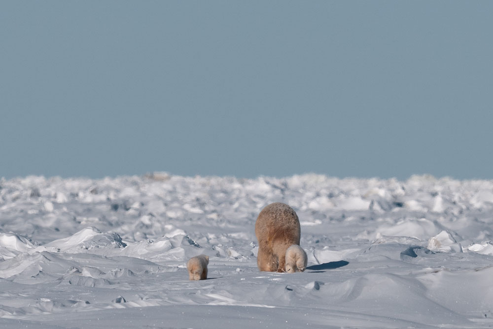 Polar bear mom and cubs make it onto the sea ice at Nanuk Polar Bear Lodge. Fabienne Jansen / ArcticWild.net photo.