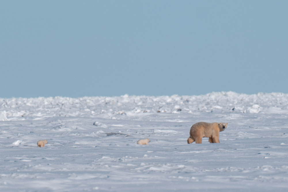 Almost there! Mom and cubs on their way to the Hudson Bay sea ice at Nanuk Polar Bear Lodge. Christoph Jansen / ArcticWild.net photo.