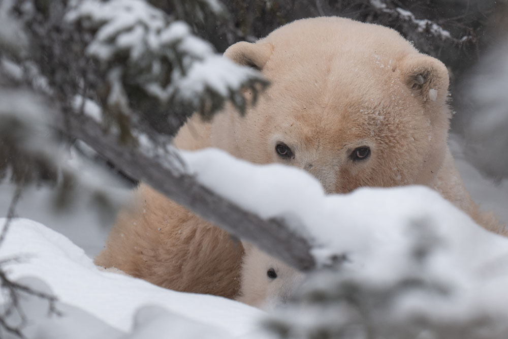 Polar bear cub mom watches her cub, and photographers, at Nanuk Polar Bear Lodge. Christoph Jansen / ArcticWild.net photo.