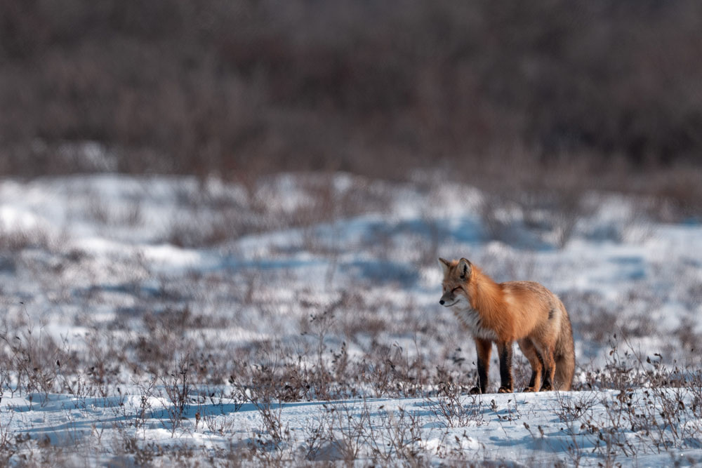 Gorgeous red fox at Nanuk Polar Bear Lodge. Fabienne Jansen / ArcticWild.net photo.