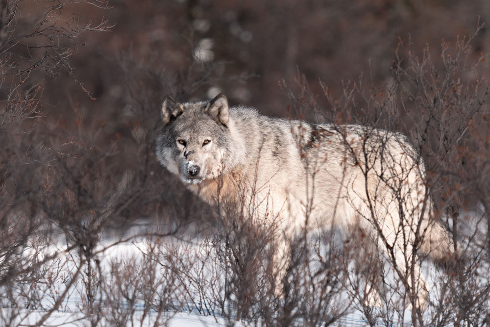 Mom and cubs were in wolf territory at Nanuk Polar Bear Lodge. Fabienne Jansen / ArcticWild.net photo.