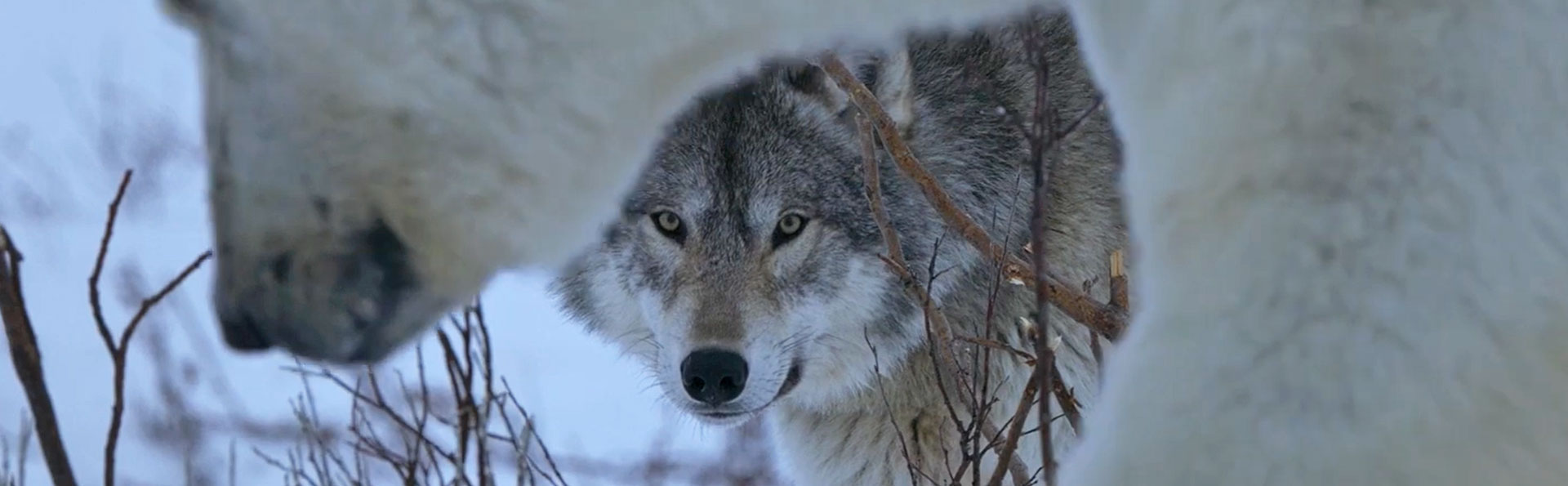 Churchill Wild to Feature in NBC’s “The Americas” Docuseries