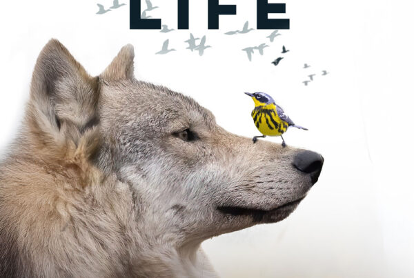 Flyway of Life. Wildlife Documentary Poster.